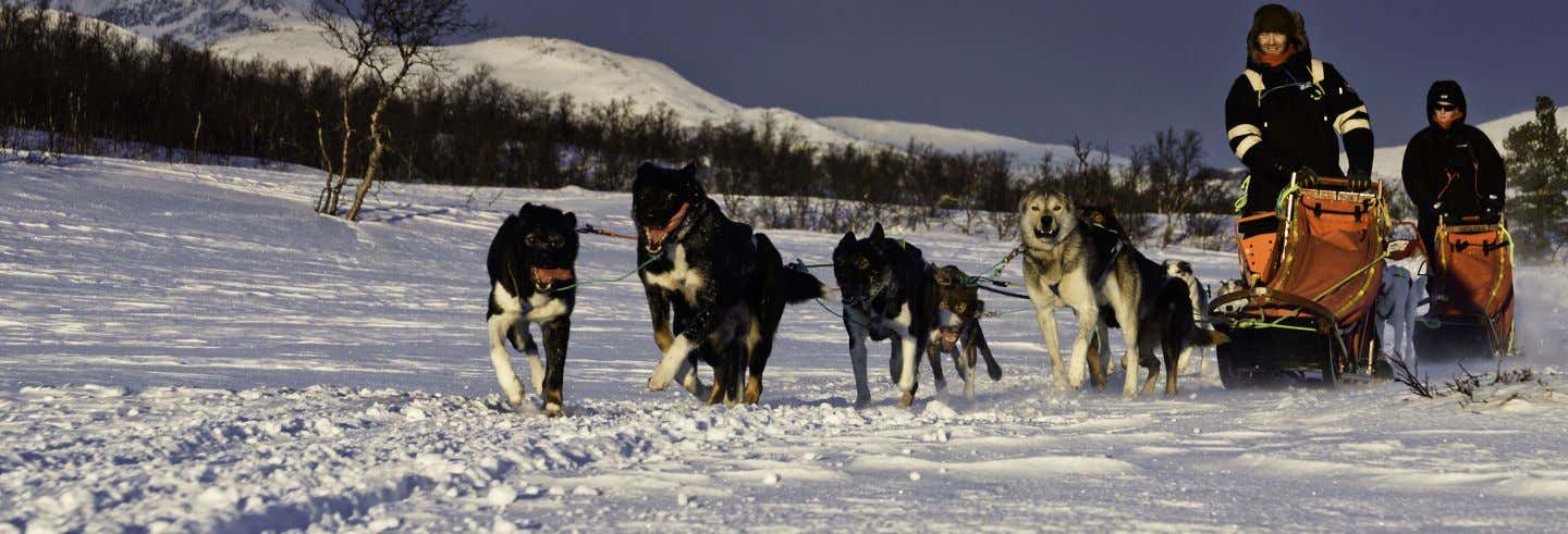 Conducción de trineo de perros husky