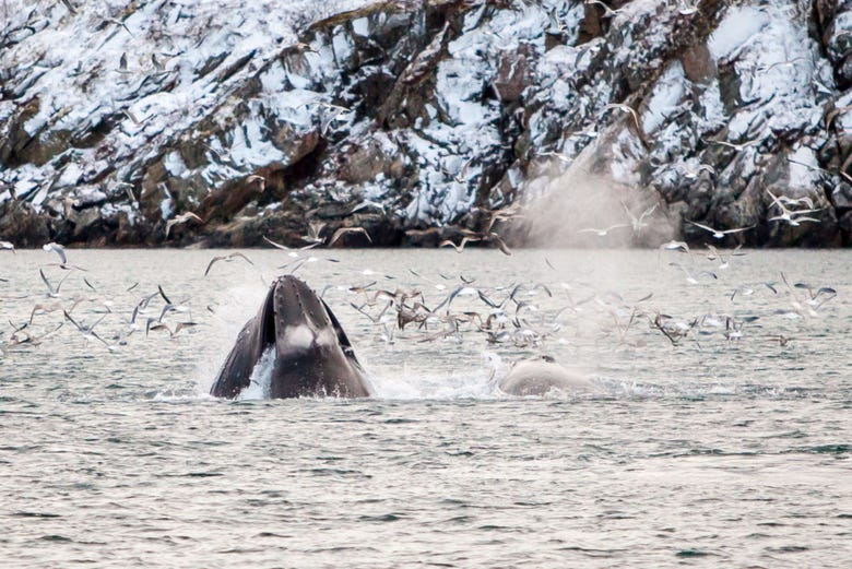 Baleias nos fiordes do norte da Noruega