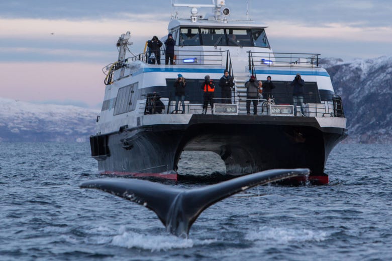 Observando as baleias do norte da Noruega