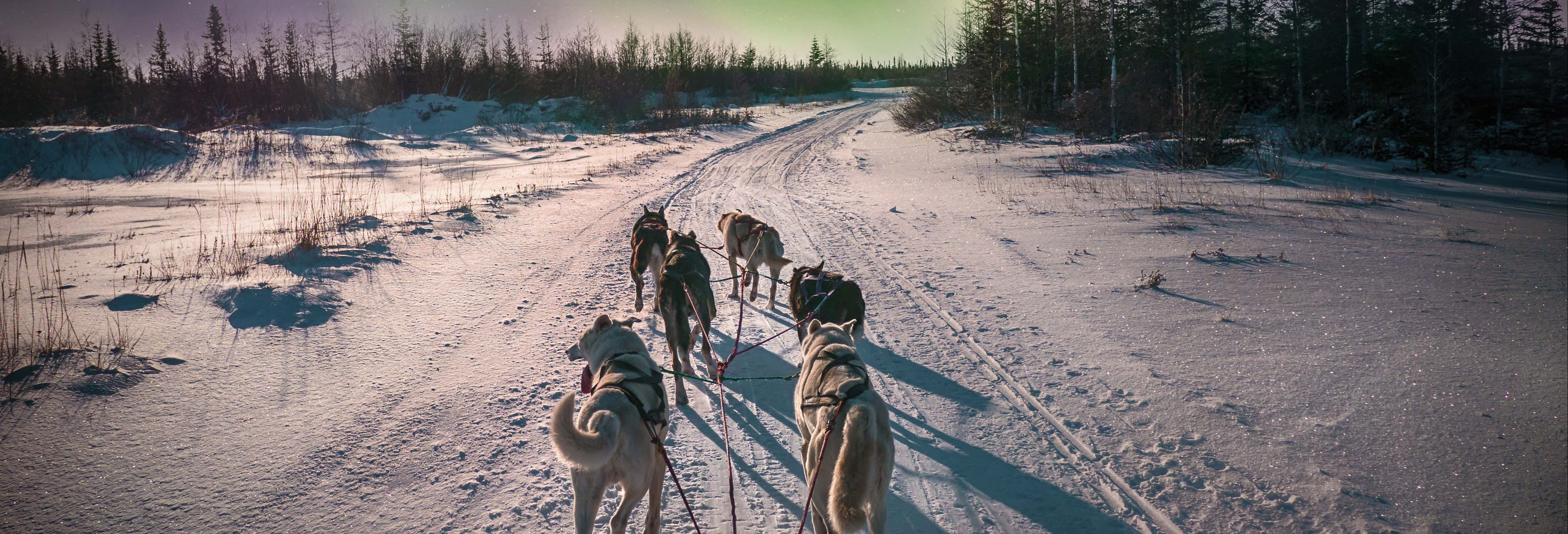 Paseo en trineo de renos bajo la aurora boreal