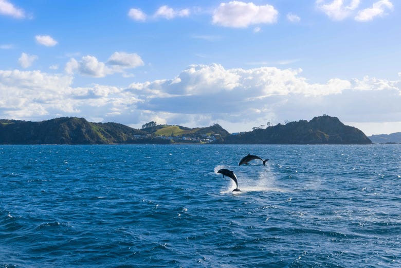 Delfines jugando en la Bahía de las Islas