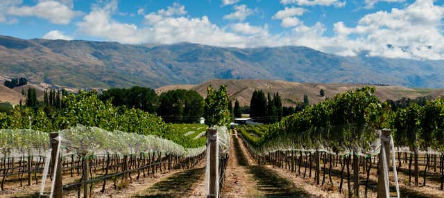 Route des vins dans Gibbston