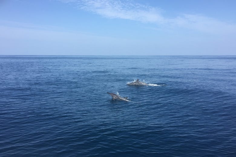 Delfines en Mascate