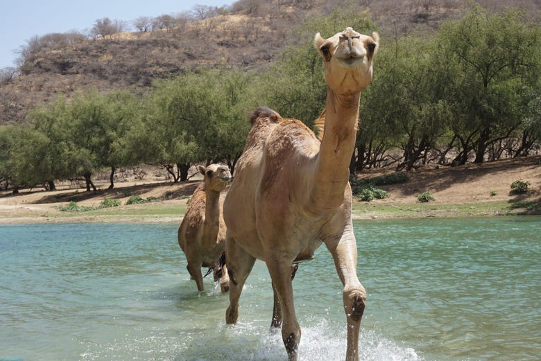 Camellos en el valle de Darbat