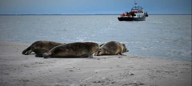 Wadden Sea Cruise and Seal Safari