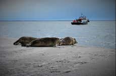 Wadden Sea Cruise and Seal Safari