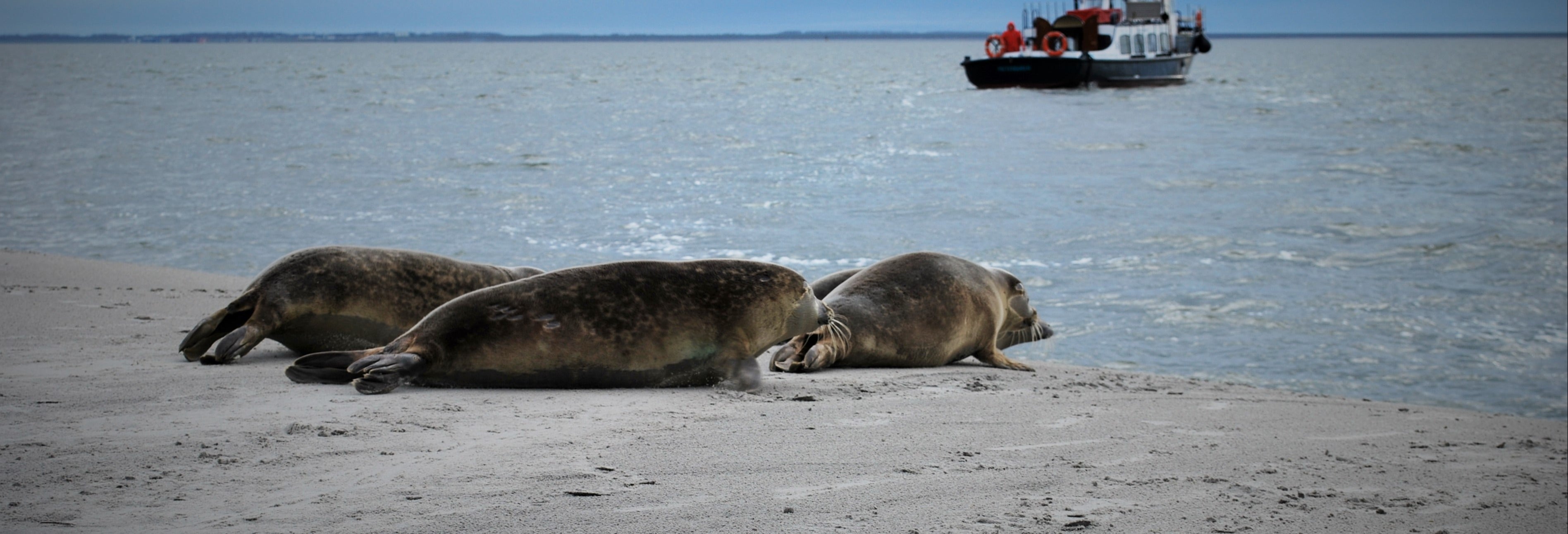 Crucero por el mar de Frisia con avistamiento de focas