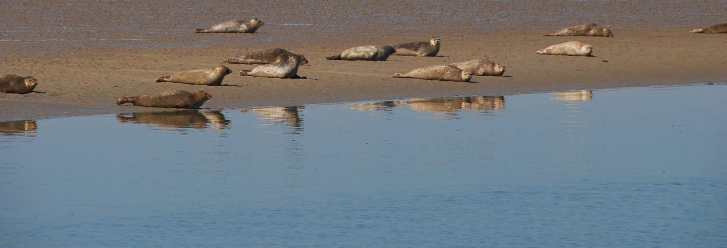 Île Schiermonnikoog + Croisière sur la mer des Wadden