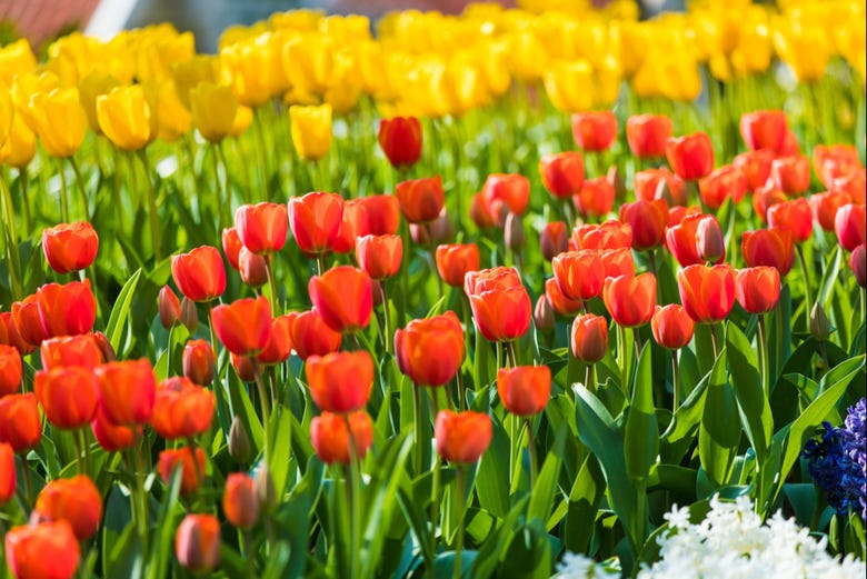 Você verá tulipas de várias cores