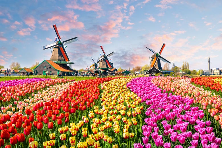 Contemplando i tulipani e i mulini a vento di Zaanse Schans