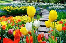 Excursion à Keukenhof