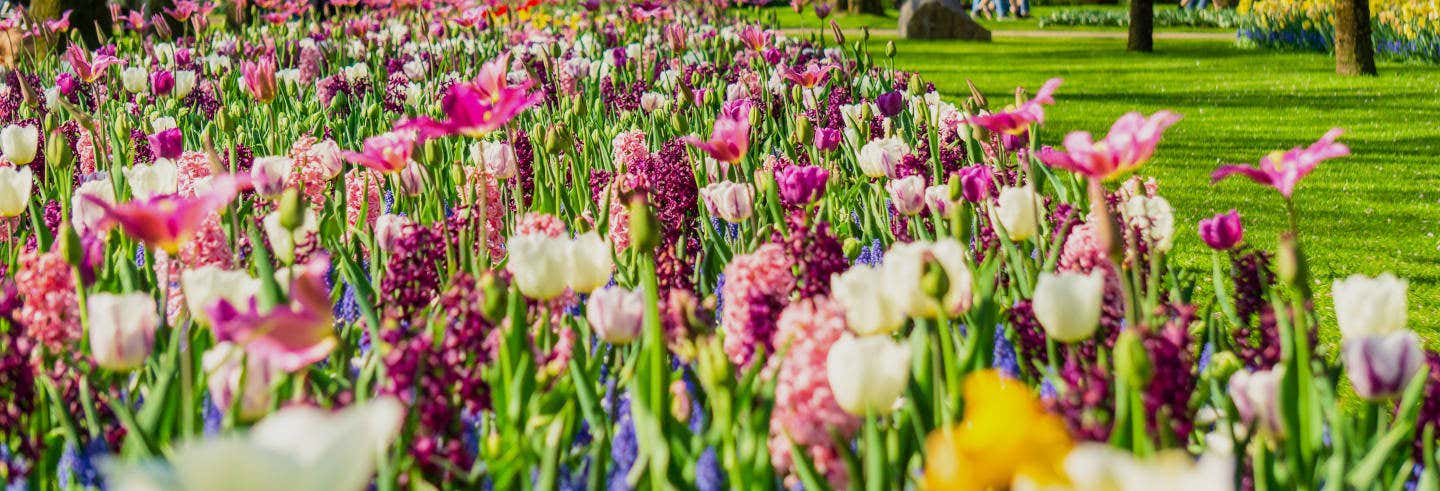 Ônibus ao Keukenhof com ingresso