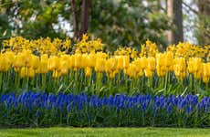 Paseo en barco por Lisse + Entrada a Keukenhof