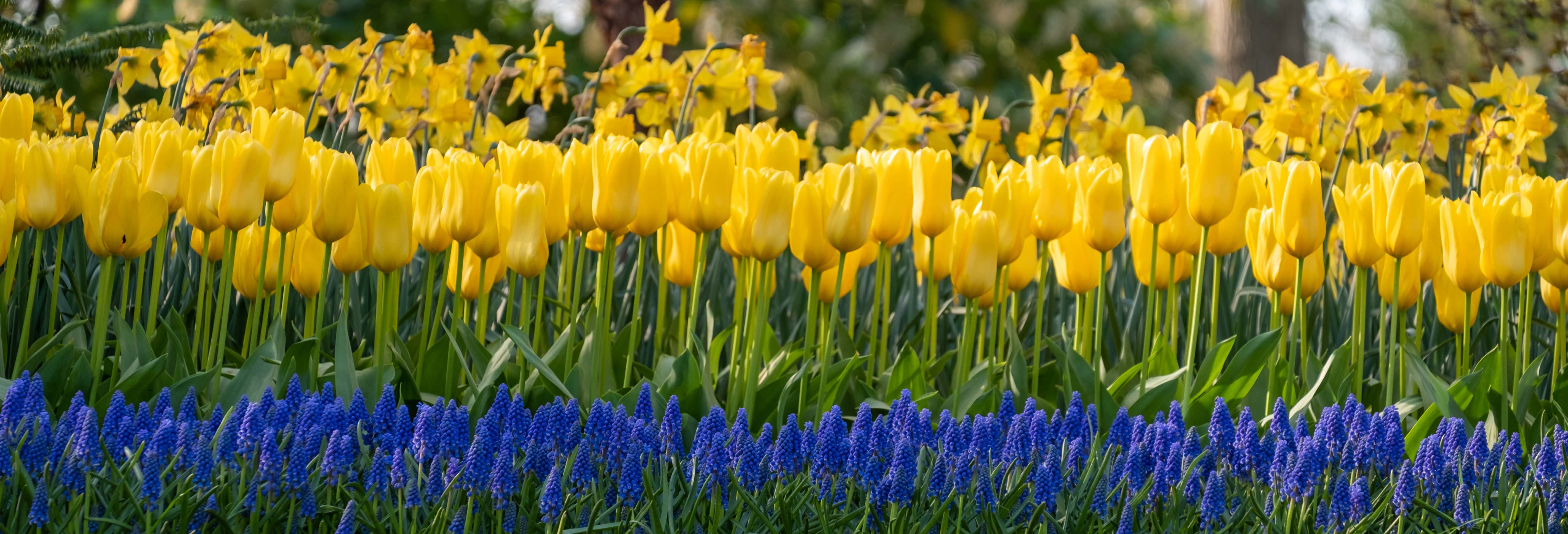 Paseo en barco por Lisse + Entrada a Keukenhof