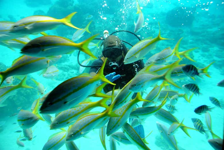 Diving in Curaçao - Diving in Curaçao