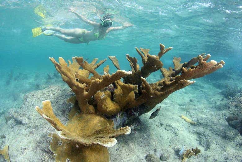 Corals in Curaçao - Corals in Curaçao