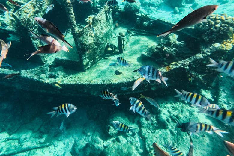 Seabed at Sandals Pier - Seabed at Sandals Pier