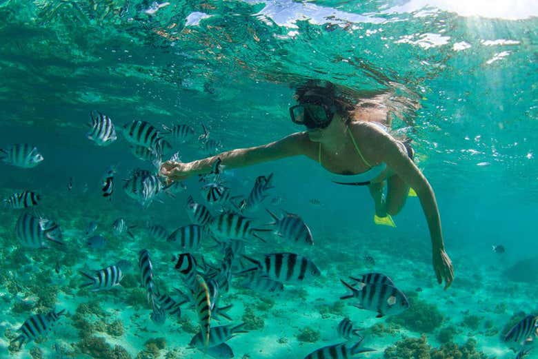 Tropical fish in Curaçao - Tropical fish in Curaçao
