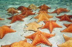 Excursion à Playa Estrella et Isla Pájaros
