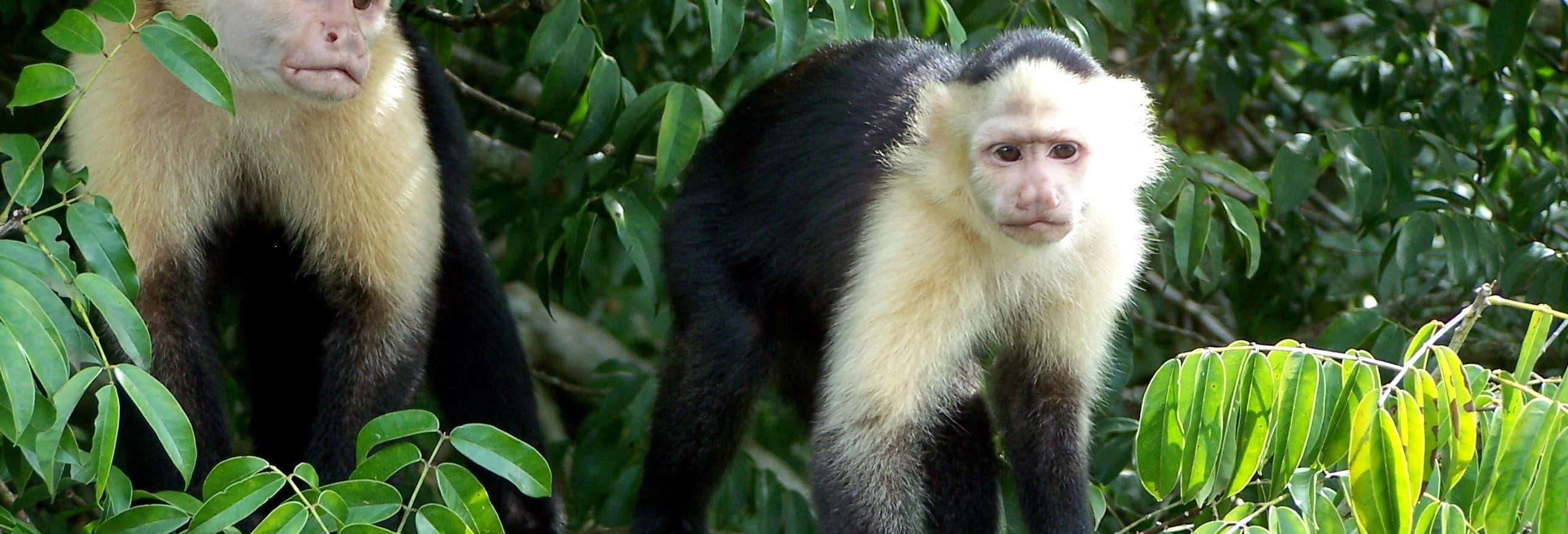 Excursión a Isla Monos y Gamboa Rainforest Resort desde Ciudad de Panamá