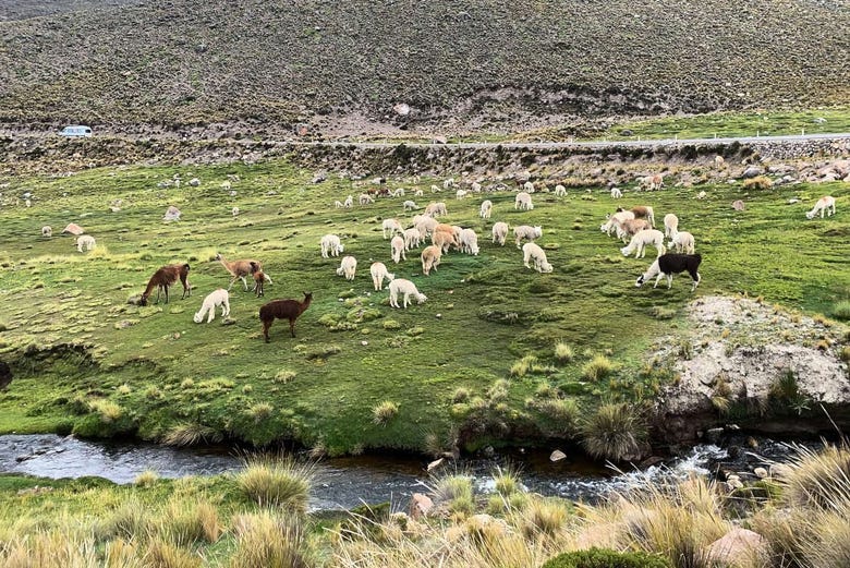 Excursi N A La Laguna De Salinas Desde Arequipa Civitatis Com