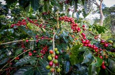 Tour del chocolate o del café por Huayopata en 2 días