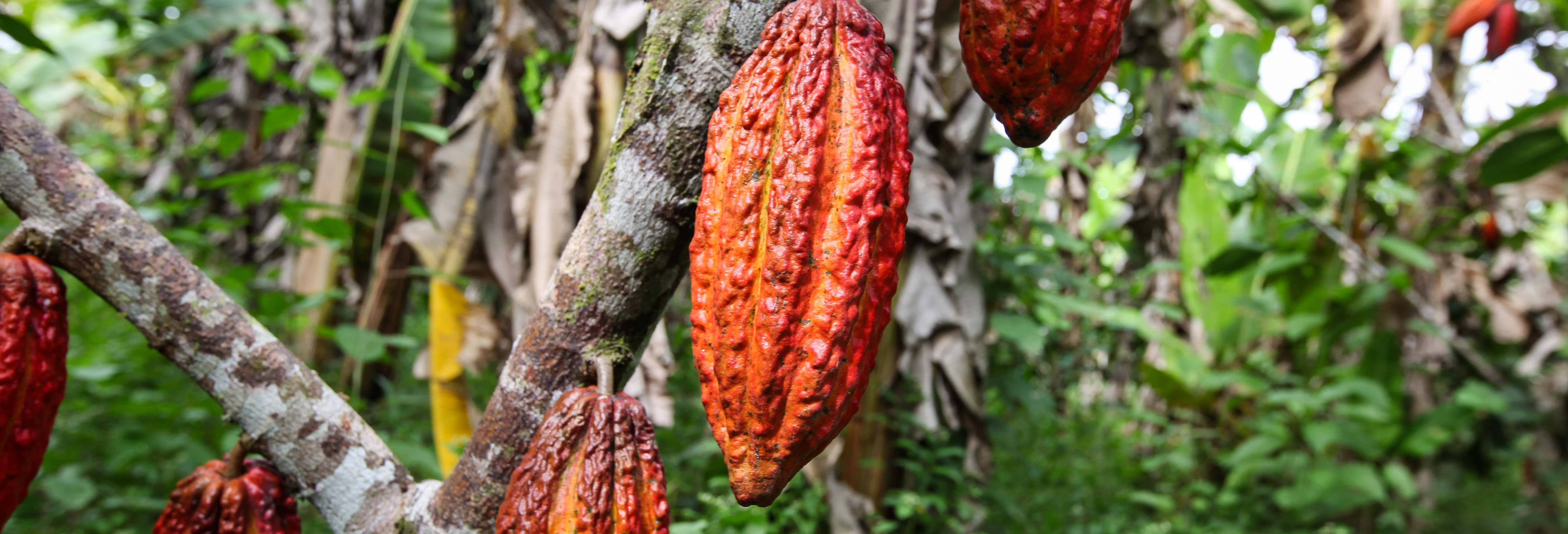 Tour del chocolate por el Valle Sagrado de los Incas en 2 días