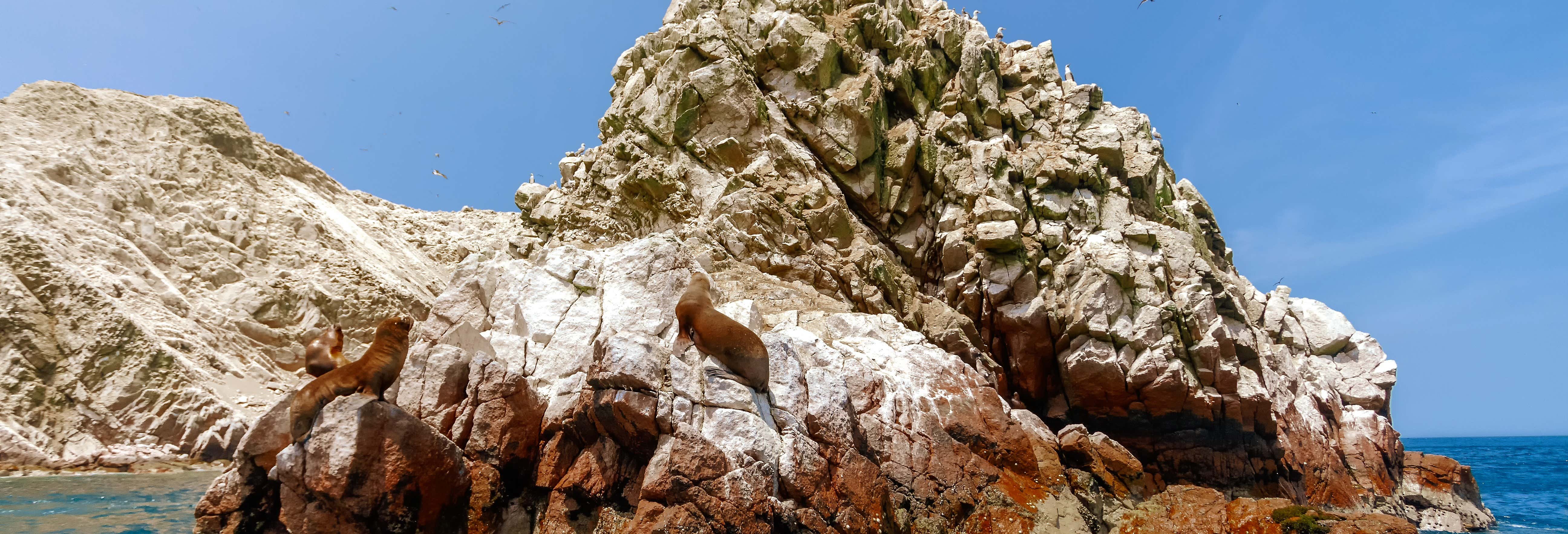 réserve des îles ballestas