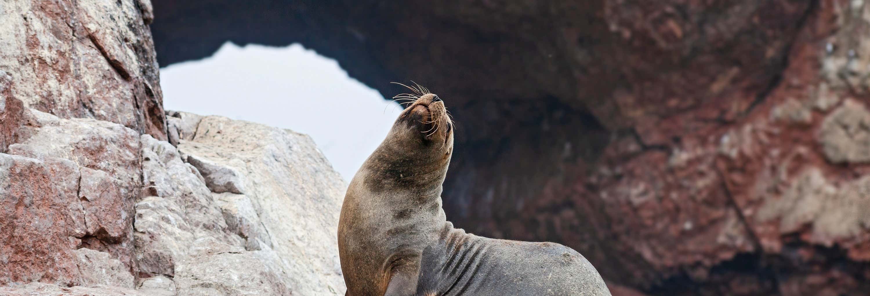 Tour de 2 dias por Ica e Paracas