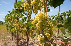Tour del pisco y el vino