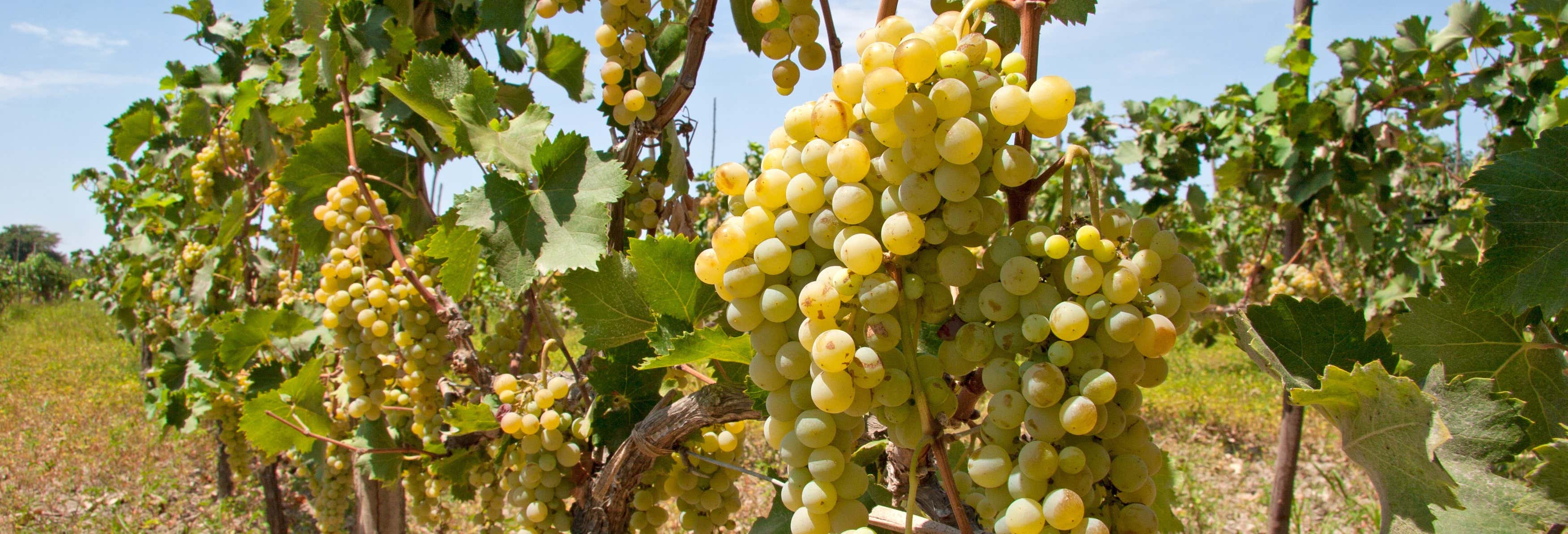 Tour del pisco y el vino