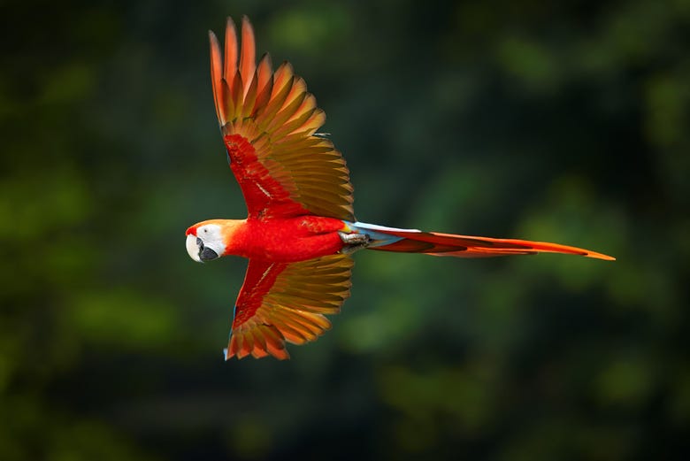 Un pappagallo che sorvola la foresta