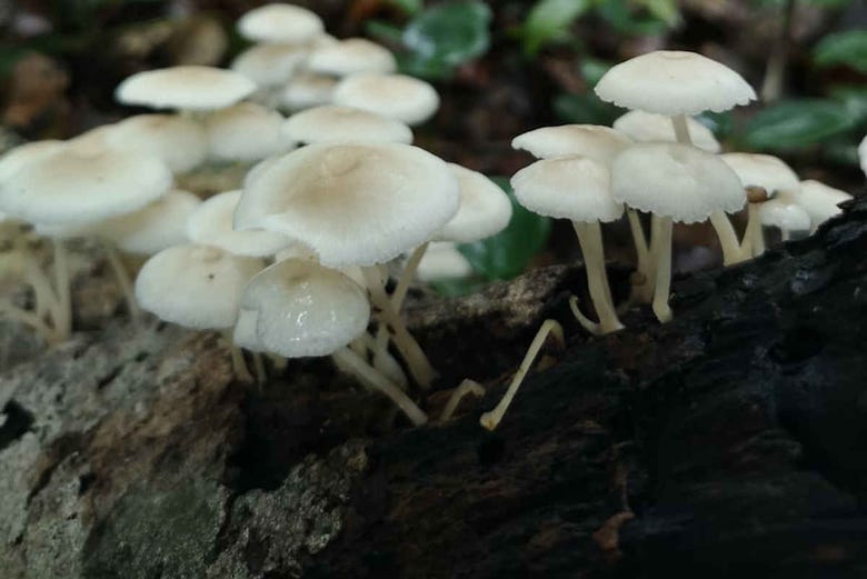 Cogumelos na Reserva Nacional Allpahuayo Mishana