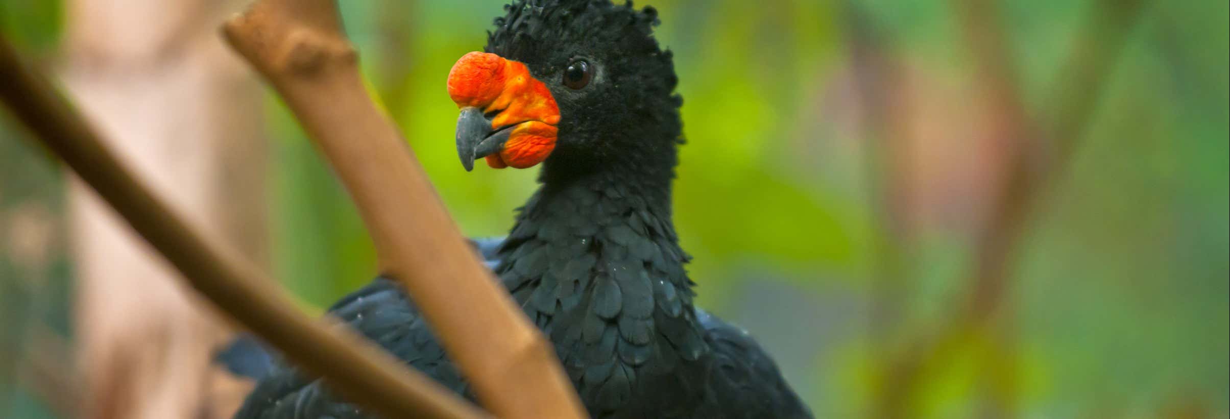 Tour de 4 días por el sur del Amazonas con avistamiento de aves