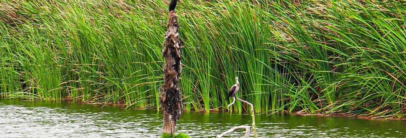 Escursione a Pantanos de Villa