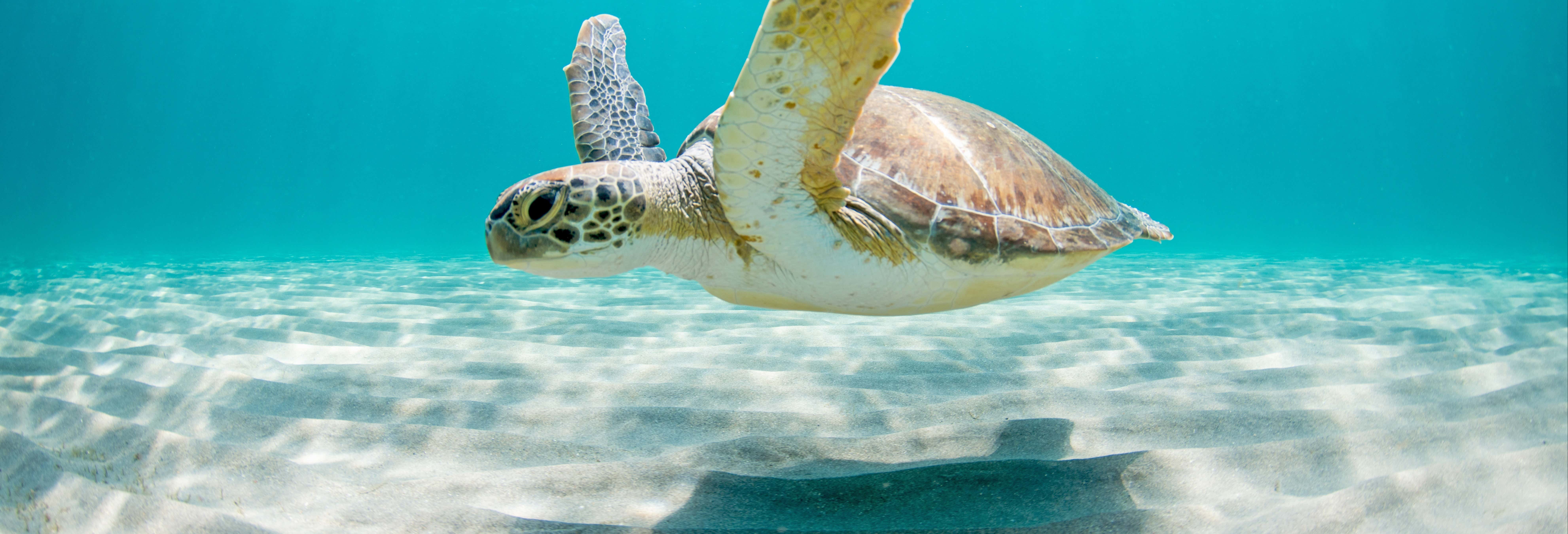 Nado con tortugas en El Ñuro + Punta Veleros