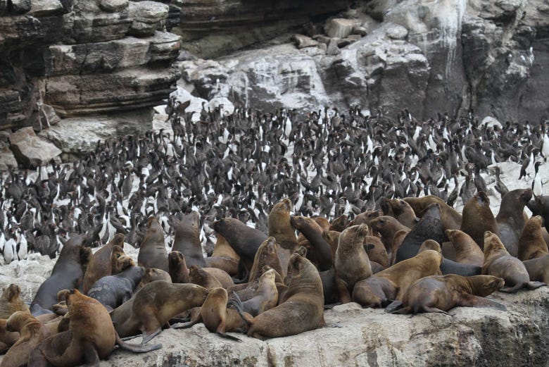 Colonia di leoni marini e pinguini