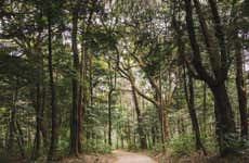 Senderismo por el Parque Nacional Yanachaga Chemillén