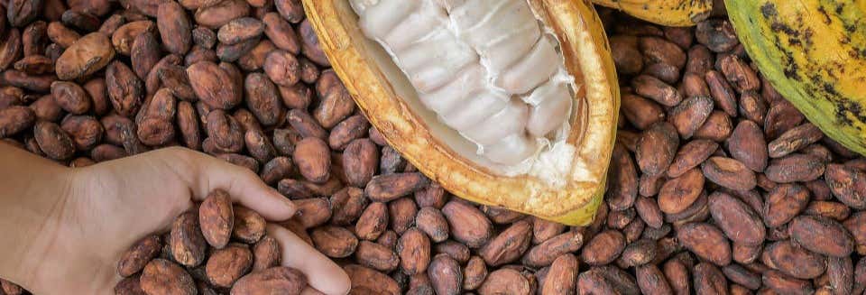 Oficina de chocolate em Puerto Inca