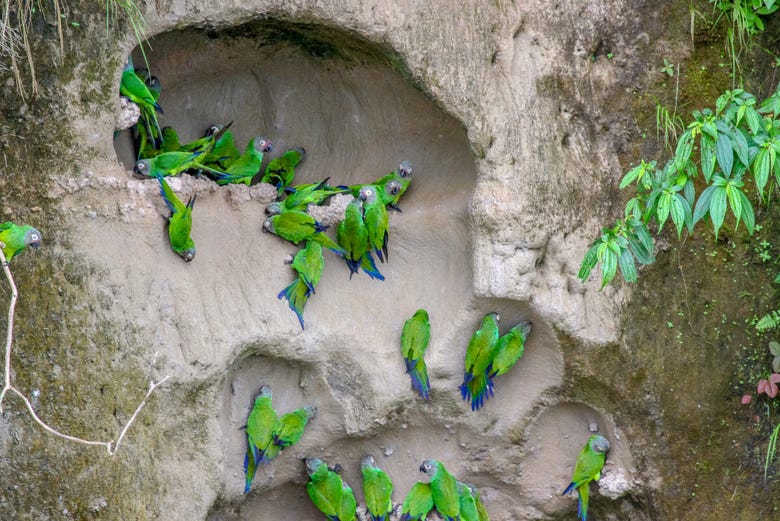 Birds feeding on the clay at Cachuela