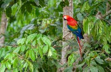 Excursion de 3 ou 4 jours dans Tambopata pour observer des animaux