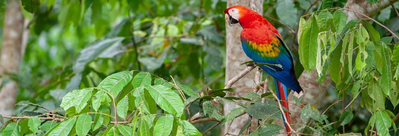 Tambopata Tour & Wildlife Watching: 3/4 Days, Puerto Maldonado