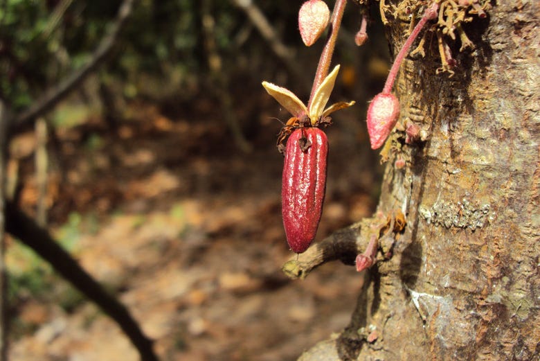 Cacao en Chazuta 