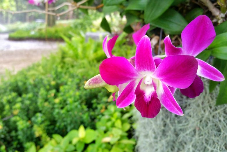 Orchidarium de Moyobamba