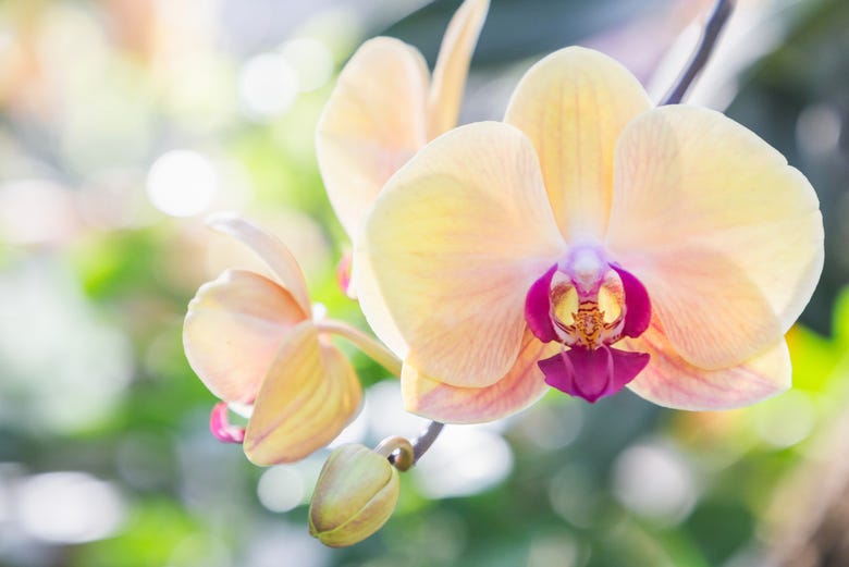 Contemplez les orchidées à Moyobamba