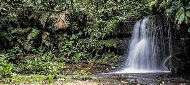 Tour de 4 dias pelo Parque Nacional Cordillera Azul