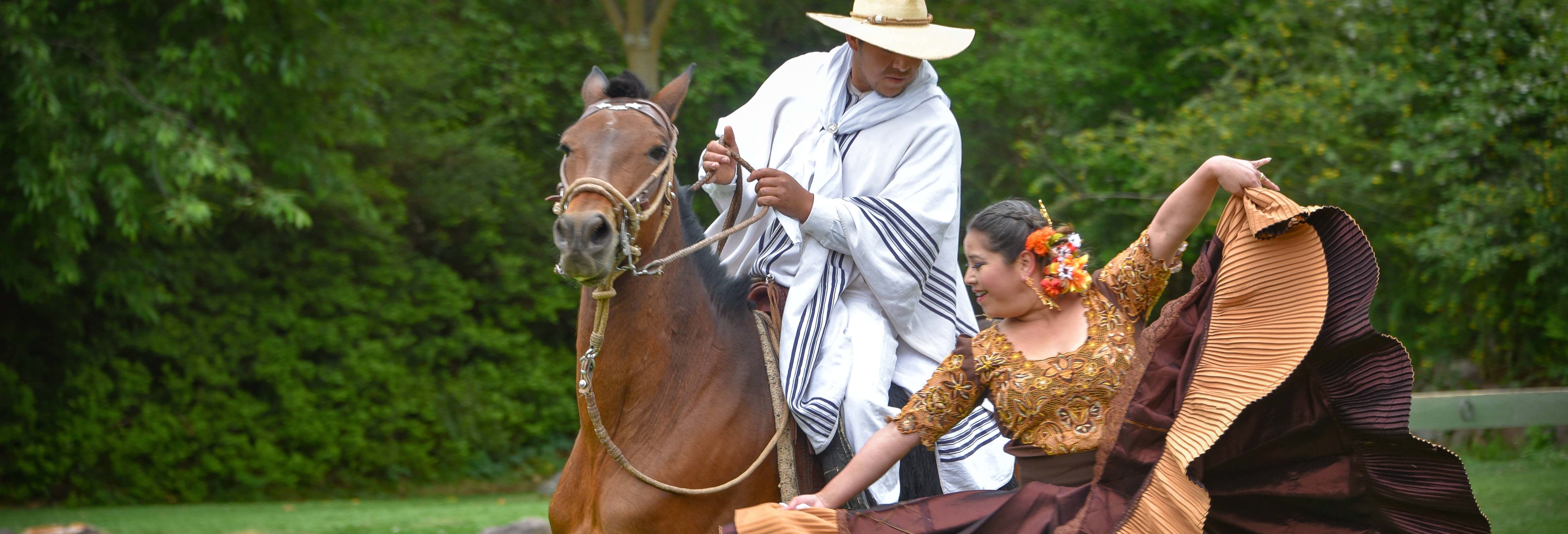 Espetáculo de marinera com cavalos peruanos de passo