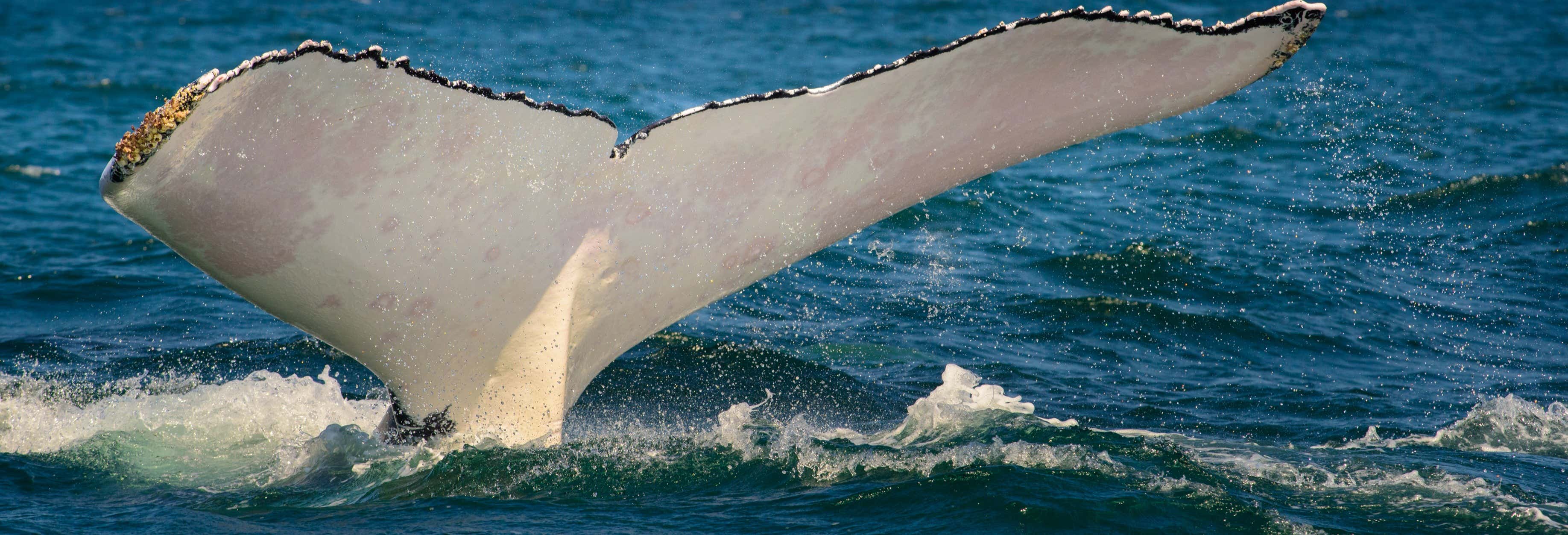 Avistamiento de ballenas en El Ñuro