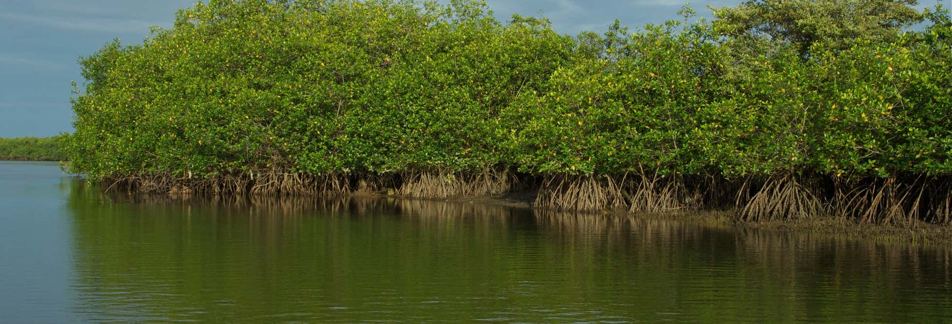 Excursión al Santuario Nacional de Manglares y Puerto Pizarro