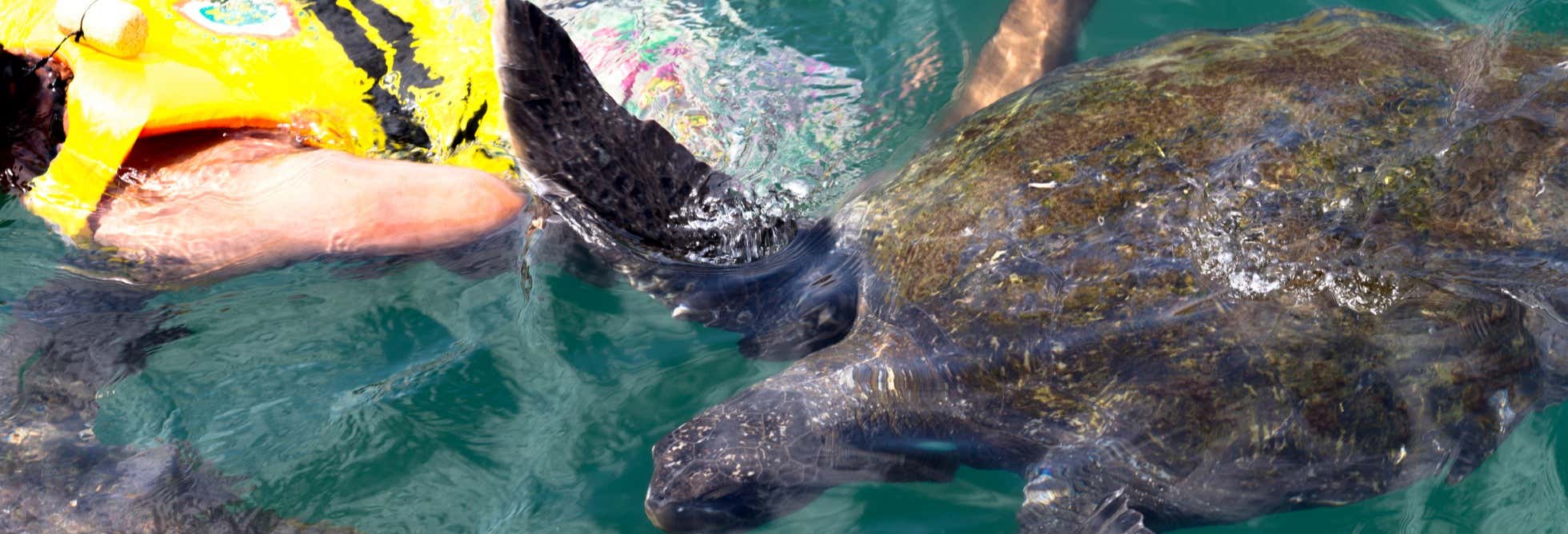 Nado con tortugas en El Ñuro + Playa de Máncora